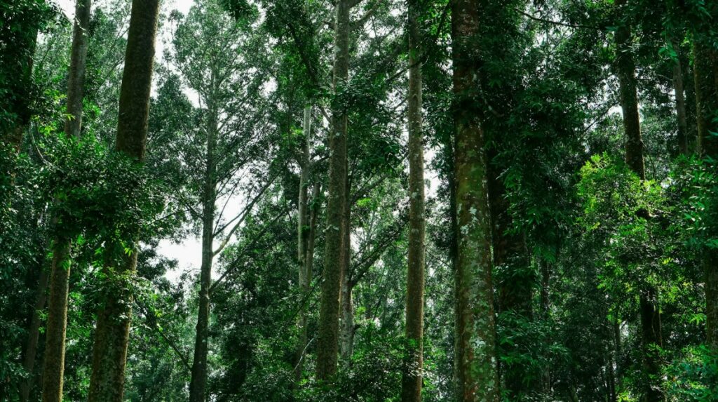 Tech-Driven Architecture Robotic fabrication and automated construction workflows